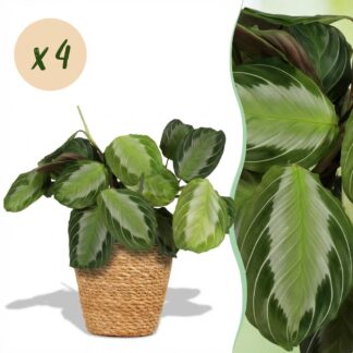 Green boutiQ - Houseplant - Maranta Fascinator Silverband - Prayer Plant - Pet-Friendly Plant - Green - 4 Plants - Biancoh Basket - Pot 12cm - Height 25cm