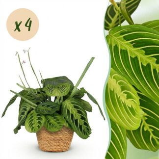 Green boutiQ - Houseplant - Maranta Fascinator Lemon Lime - Prayer Plant - Pet-Friendly Plant - Green - 4 Plants - Biancoh Basket - Pot 12cm - Height 25cm