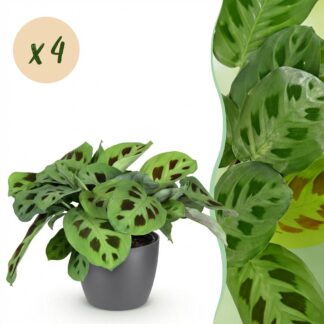 Green boutiQ - Houseplant - Maranta Fascinator Kerchoveana - Zebra Plant - Pet Friendly Plant - Green - 4 Plants - Biancoh Potter Grey - Pot 12cm - Height 25cm