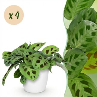 Green boutiQ - Houseplant - Maranta Fascinator Kerchoveana - Zebra Plant - Pet Friendly Plant - Green - 4 Plants - Biancoh Potter Bianco - Pot 12cm - Height 25cm