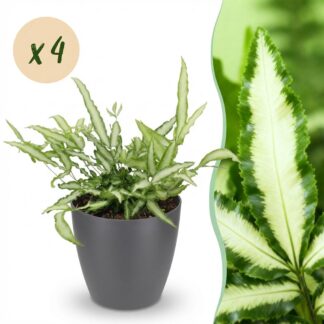 Green boutiQ - Houseplant - Pteris cretica Albolineata - Ribbon Fern - Pet-Friendly Plant - Green - 4 Plants - Biancoh Potter Grey - Pot 12cm - Height 20cm