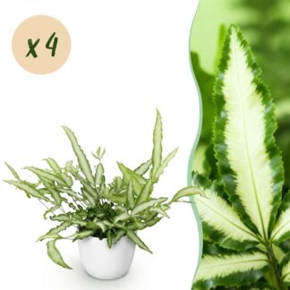 Green boutiQ - Houseplant - Pteris cretica Albolineata - Ribbon Fern - Pet-Friendly Plant - Green - 4 Plants - Biancoh Potter Bianco - Pot 12cm - Height 20cm