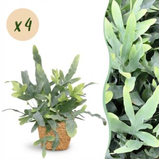 Green boutiQ - Houseplant - Phlebodium aureum Blu Star - Blu Fern - Pet-Friendly Plant - Blu - 4 Plants - Biancoh Basket - Pot 12cm - Height 25cm