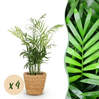 Green boutiQ - Houseplant - Chamaedorea elegans - Gold Palm - Pet-Friendly Plant - Green - 4 Plants - Biancoh Basket - Pot 12cm - Height 15cm