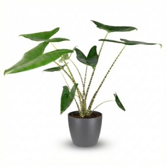 Green boutiQ - Indoor Plant - Elephant Ear - Alocasia Zebrina - Green - Low Maintenance - 1 Plant - Biancoh Potter Gray - Pot 21 cm - Height 70 - 75 cm