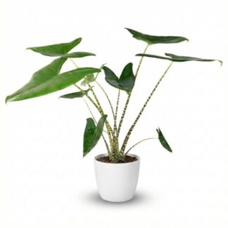 Green boutiQ - Indoor Plant - Elephant Ear - Alocasia Zebrina - Green - Low Maintenance - 1 Plant - Biancoh Bianco Potter - Pot 21 cm - Height 70 - 75cm