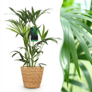 Green boutiQ - Houseplant - Howea Forsteriana - Kentia Palm - Low Maintenance - Green - 1 Plant - Biancoh Basket - Pot 19cm - Height 80-85cm