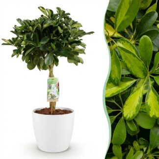 Green boutiQ - House Plants - Schefflera Gold Capelle - Finger Tree - Low Maintenance - Green - Gold - 1 Plant - Biancoh Potter Bianco - Pot 21cm - Height 70-81cm