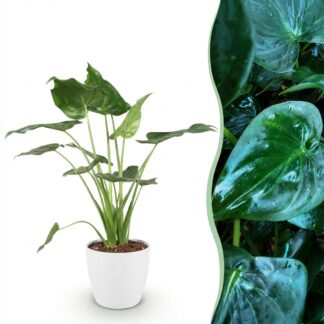 Green boutiQ - Houseplants - Alocasia Cucullata - Buddha's Hand - Low maintenance - Green - 1 Plant - Biancoh Potter Bianco - Pot 21cm - Height 65-70cm