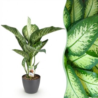 Green boutiQ - Houseplants - Dieffenbachia Tropic Snow - Dieffenbachia - Low maintenance - Biancoh Potter Grey - Variegated - 1 Plant - Biancoh Potter Grey - Pot 21cm - Height 90-100cm