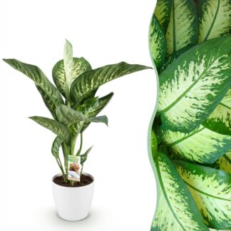 Green boutiQ - Houseplants - Dieffenbachia Tropic Snow - Dieffenbachia - Low maintenance - Biancoh Potter Bianco - Variegated - 1 Plant - Biancoh Potter Bianco - Pot 21cm - Height 90-100cm