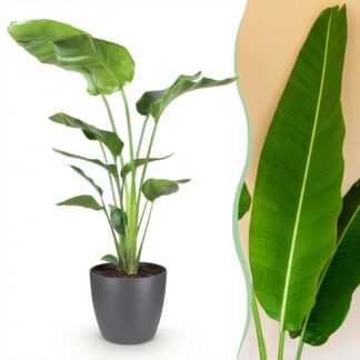 Green boutiQ - Houseplants - Strelitzia Nicolai - Bird of Paradise - Low maintenance - Green - 1 Plant - Biancoh Potter Grey - Pot 21cm - Height 110-120cm