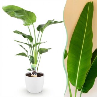 Green boutiQ - Houseplants - Strelitzia Nicolai - Bird of Paradise - Low maintenance - Green - 1 Plant - Biancoh Potter Bianco - Pot 21cm - Height 110-120cm