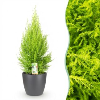 Green boutiQ - Houseplants - Cupressus Gold Crest Wilma - House conifer - Low maintenance - Green - 1 Plant - Biancoh Potter Grey - Pot 21cm - Height 85-95cm