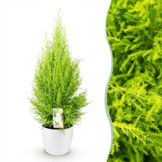 Green boutiQ - Houseplants - Cupressus Gold Crest Wilma - House conifer - Low maintenance - Green - 1 Plant - Biancoh Potter Bianco - Pot 21cm - Height 85-95cm