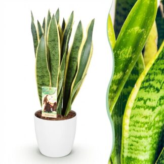 Green boutiQ - Houseplants - Sansevieria Laurentii - Snake Plant - Low maintenance - Green - yellow - 1 Plant - Biancoh Potter Bianco - Pot 21cm - Height 70-80cm
