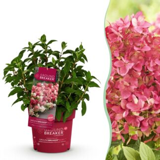 Green boutiQ - Garden Plant - Hydrangea panniculata Groundbreaker Ruby - Panicled Hydrangea - Winter Hardy - Red - 1 Plant - Pot 14cm - Height 20-25cm