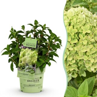 Green boutiQ - Garden Plant - Hydrangea panniculata Groundbreaker Greeny - Panicle Hydrangea - Hardy - Cream - 1 Plant - Pot 14cm - Height 20-25cm