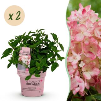 Green boutiQ - Garden Plant - Hydrangea panniculata Groundbreaker Blush - Peegee Hydrangea - Hardy - Pink - 2 Plants - Pot 14cm - Height 20-25cm