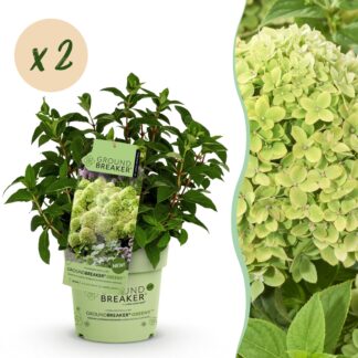 Green boutiQ - Garden Plant - Hydrangea panniculata Groundbreaker Greeny - Panicle Hydrangea - Hardy - Cream - Plants - Pot 14cm - Height 20-25cm