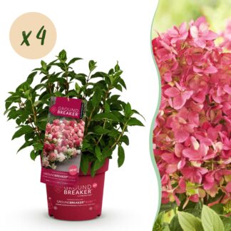 Green boutiQ - Garden Plant - Hydrangea panniculata Groundbreaker Ruby - Panicle Hydrangea - Hardy - Red - 4 Plants - Pot 14cm - Height 20-25cm