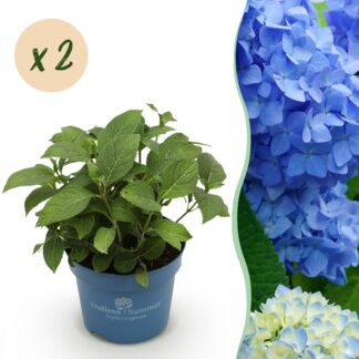 Green boutiQ - Garden Plant - Hydrangea Endless Summer The Original Blu - Hydrangea - Hardy - Blu - 2 Plants - Pot 14cm - Height 20-25cm