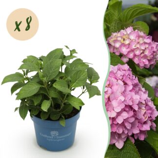 Green boutiQ - Garden Plant - Hydrangea Endless Summer The Original Pink - Hydrangea - Hardy - Pink - 48 Plants - Pot 14cm - Height 20-25cm