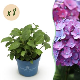 Green boutiQ - Garden Plant - Hydrangea Endless Summer Summer Love Purple - Hydrangea - Hardy - Purple - 8 Plants - Pot 14cm - Height 20-25cm