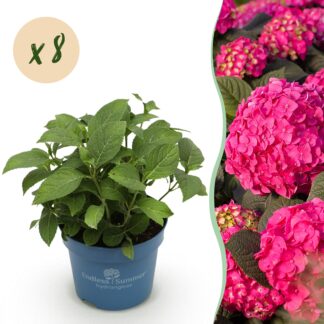 Green boutiQ - Garden Plant - Hydrangea Endless Summer Summer Love Red - Hydrangea - Hardy - Red - 8 Plants - Pot 14cm - Height 20-25cm