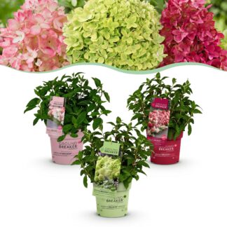Green boutiQ - Garden Plant - Hydrangea panniculata Groundbreaker Blush -Greeny - Ruby - Panicled Hydrangea - Compact - Pink-Green-Red - 3 Plants - Pot 14cm - Height 20-25cm