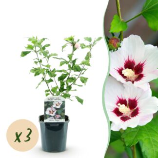 Green boutiQ - Plante de jardin - Hibiscus syriacus Hamabo - Hibiscus de jardin - Rustique - Blanc - Rose - 3 Plantes - Pot de 17cm - Hauteur de 45cm