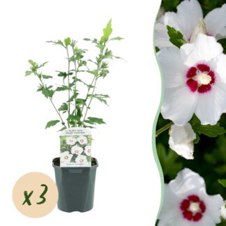 Green boutiQ - Plante de Jardin - Hibiscus syriacus Red Heart - Hibiscus de Jardin - Rustique - Blanc - Rouge - 3 Plantes - Pot 17cm - Hauteur 45cm
