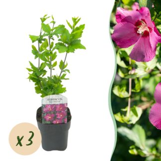Green boutiQ - Plante de jardin - Hibiscus syriacus Woodbridge - Hibiscus de jardin - Résistant à l'hiver - Rose - 3 Plantes - Pot 17cm - Hauteur 45cm