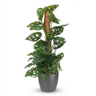 Green boutiQ - Houseplant - Monkey Mask - Monstera Adansonii Moss Pole - Green - Low maintenance - 1 Plant - Biancoh Grey Potter - Pot 19cm - Height 90cm