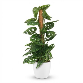 Green boutiQ - Indoor Plant - Monkey Mask - Monstera Adansonii Moss Pole - Green - Low Maintenance - 1 Plant - Biancoh Bianco Pot - 19cm Pot - 90cm Height