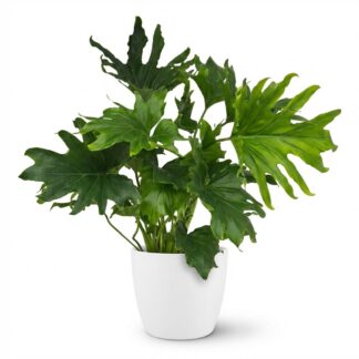 Green boutiQ - Indoor Plant - Philodendron - Philodendron Lickety split - Green - Low Maintenance - 1 Plant - Biancoh Bianco Pot - Pot 19cm - Height 70cm
