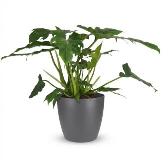 Green boutiQ - Indoor Plant - Philodendron - Philodendron Lacerum - Green - Low Maintenance - 1 Plant - Biancoh Potter Gray - Pot 19cm - Height 65cm