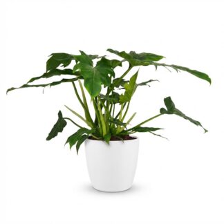 Green boutiQ - Houseplant - Philodendron - Philodendron Lacerum - Green - Low Maintenance - 1 Plant - Biancoh Bianco Potter - Pot 19cm - Height 65cm