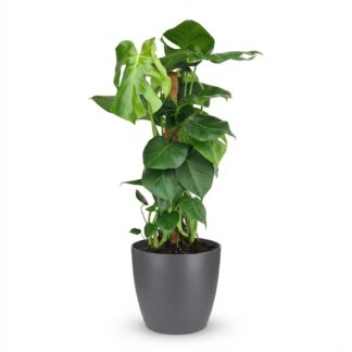 Green boutiQ - Indoor plant - Swiss Cheese Plant - Monstera Deliciosa moss pole - Green - Low maintenance - 1 Plant - Biancoh Potter Grey - Pot 19cm - Height 90cm