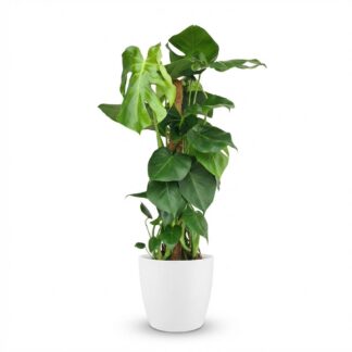Green boutiQ - Houseplant - Swiss Cheese Plant - Monstera Deliciosa moss pole - Green - Low maintenance - 1 Plant - Biancoh Bianco Pot - Pot 19cm - Height 90cm