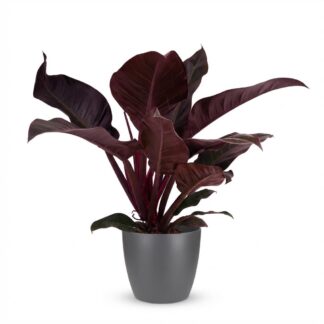 Green boutiQ - Houseplant - Philodendron - Philodendron Imperial Red - Red - Low maintenance - 1 Plant - Biancoh Grey Potter - Pot 19cm - Height 60cm