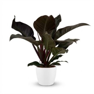 Green boutiQ - Indoor Plant - Philodendron - Philodendron Imperial Red - Red - Low Maintenance - 1 Plant - Biancoh Potter Bianco - Pot 19cm - Height 60cm