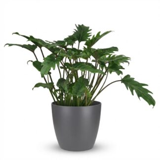 Green boutiQ - Houseplant - Philodendron - Philodendron Xanadu - Green - Low maintenance - 1 Plant - Biancoh Potter Grey - Pot 19cm - Height 60cm