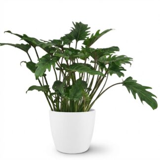 Green boutiQ - Indoor plant - Philodendron - Philodendron Xanadu - Green - Low maintenance - 1 Plant - Biancoh Potter Bianco - Pot 19cm - Height 60cm