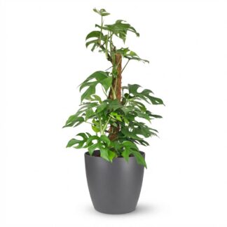 Green boutiQ - Indoor Plant - Mini Swiss Cheese Plant - Monstera Minima Moss Pole - Green - Low Maintenance - 1 Plant - Biancoh Grey Potter - Pot 19cm - Height 90cm