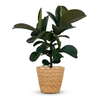 Green boutiQ - Indoor Plant - Rubber Plant - Ficus Elastica Cloe - Green - Low Maintenance - 1 Plant - Biancoh Basket - Pot 19cm - Height 65cm