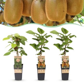 Green boutiQ - Plante fruitière - Actinidia Weiki & Hayward - Plant de Kiwi - 1 Mâle - 2 Femelles - Plantes - Vert - Pot 15cm - Hauteur 50cm