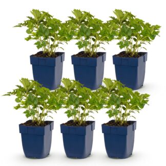 Green boutiQ - Plante vivace - Astilbe chin. Pumila - Astilbe - Ombre - Violet - 6 Plantes - Pot 11cm - Hauteur 15-25cm
