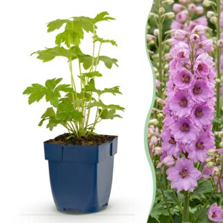 Green boutiQ - Plante vivace - Delphinium (P) Astolat - Pied d'alouette - Attire les abeilles et les papillons - Rose - 6 Plantes - Pot 11cm - Hauteur 15-25cm