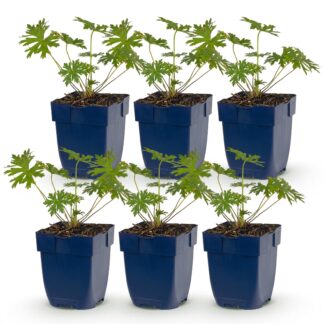 Green boutiQ - Plante vivace - Géranium Johnson's Blu - Géranium - Couvrant de sol - Bleu - 6 Plantes - Pot 11cm - Hauteur 15-25cm